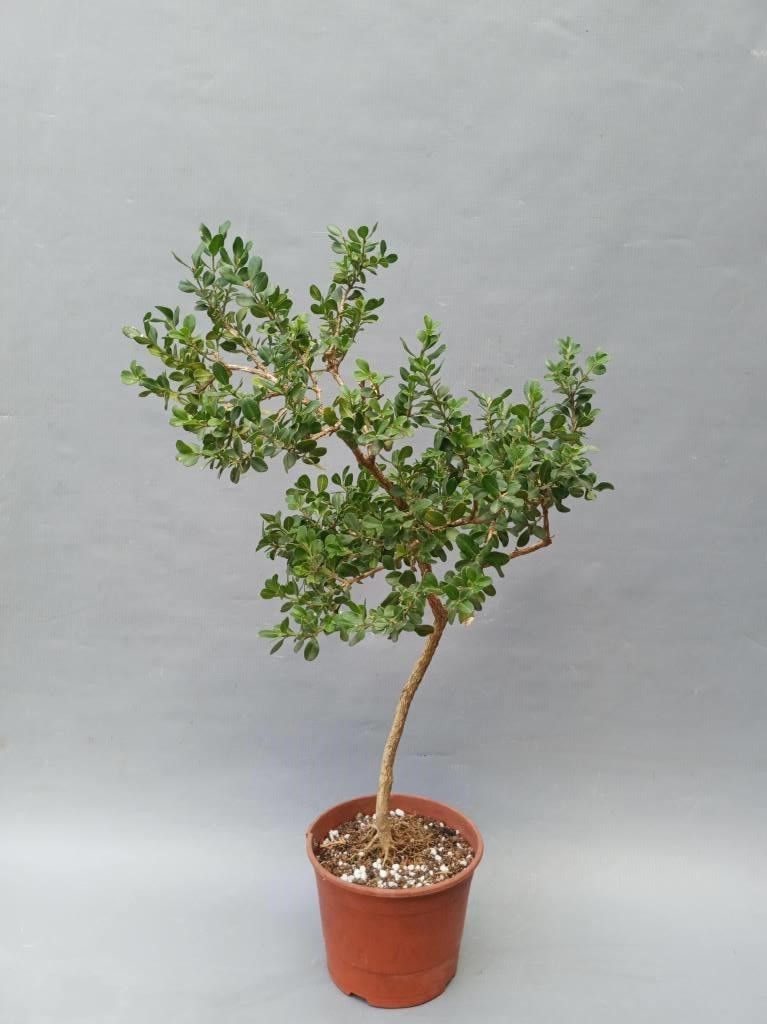 Tsuge - Buxus  japonica microphylla