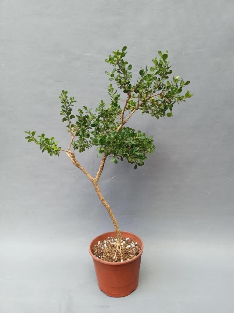 Tsuge - Buxus  japonica microphylla