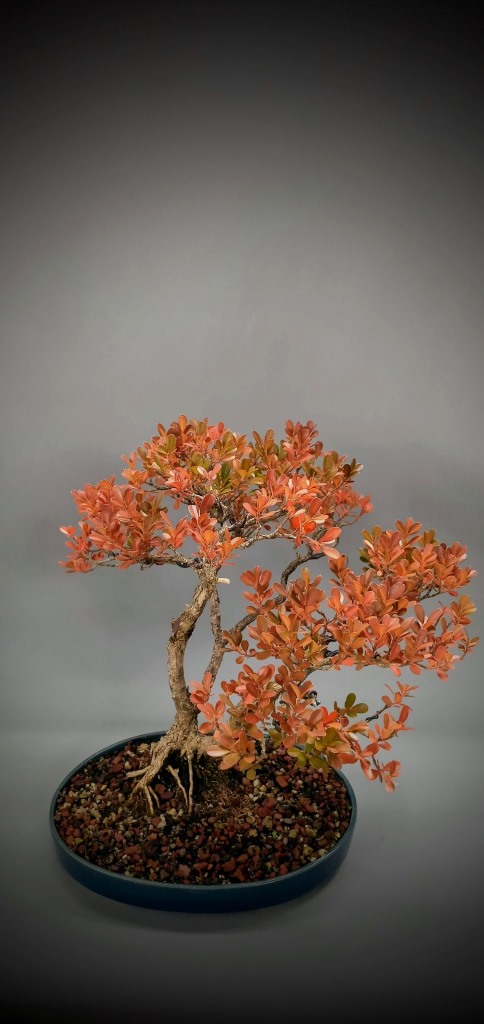 Akatsuge - Buxus microphylla