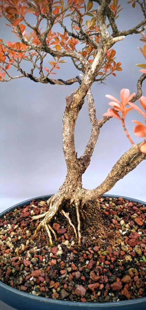 Akatsuge - Buxus microphylla