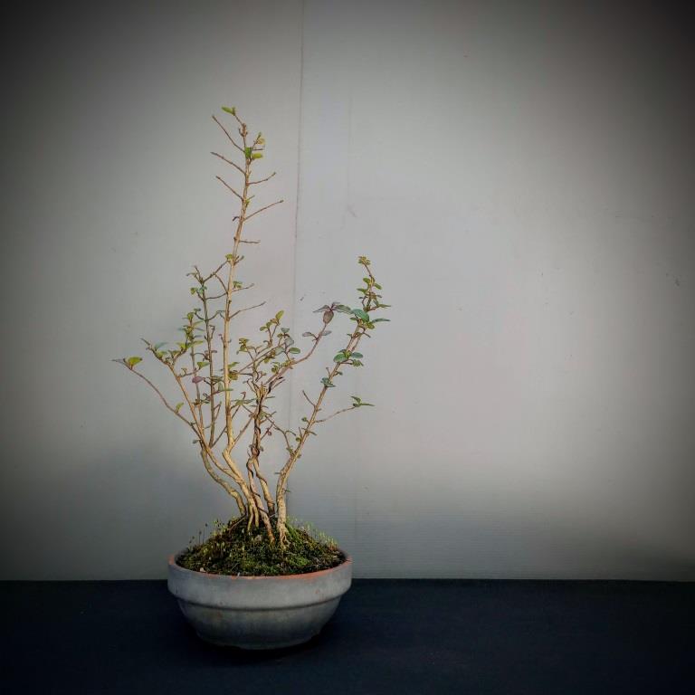 Ibota - Ligustrum sinensis