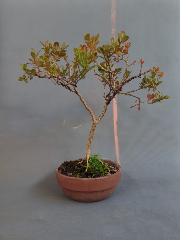 Tsuge - Buxus  japonica 