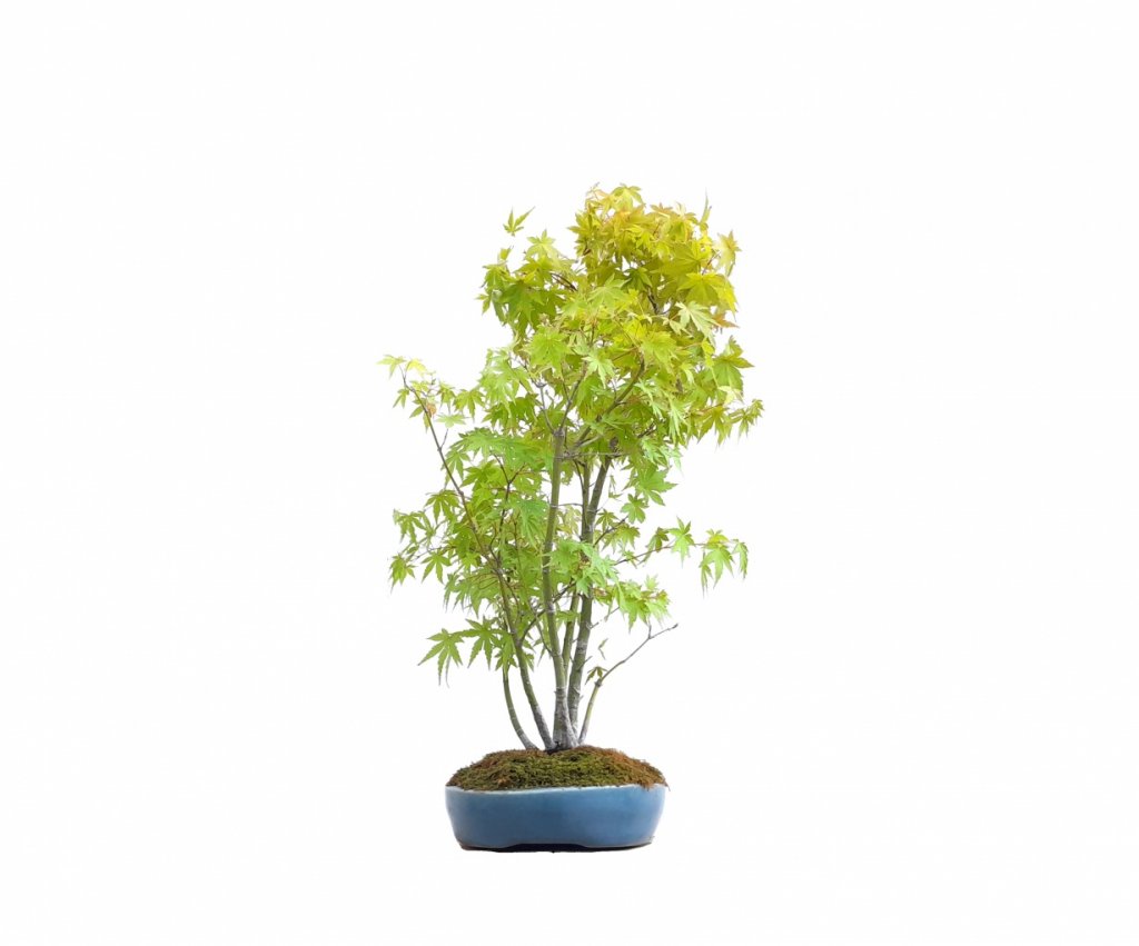 Arce Japons - Momiji - Acer Palmatum 