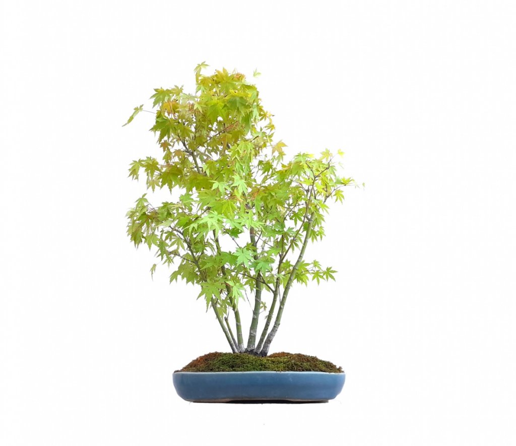 Arce Japons - Momiji - Acer Palmatum 