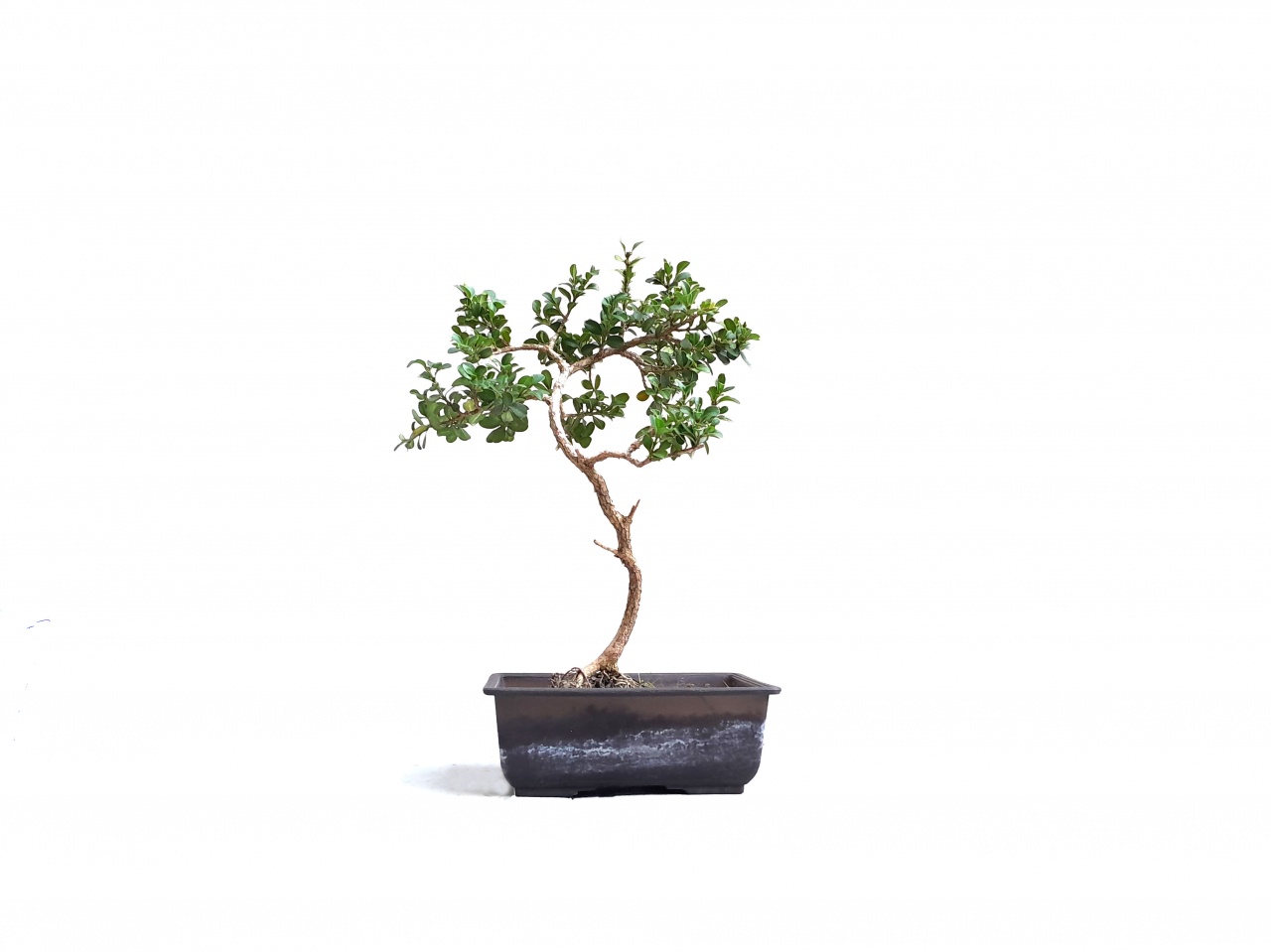 Tsuge - Buxus  japonica 
