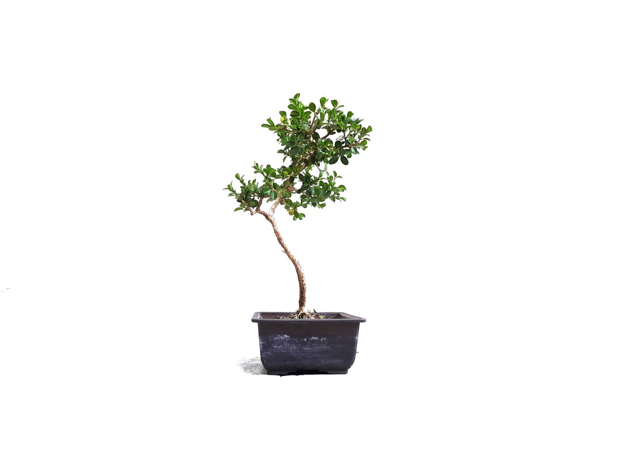 Tsuge - Buxus  japonica 