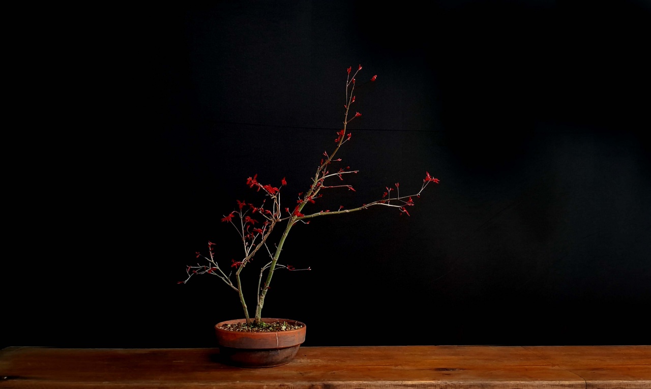 Arce Japons - Momiji Rojo