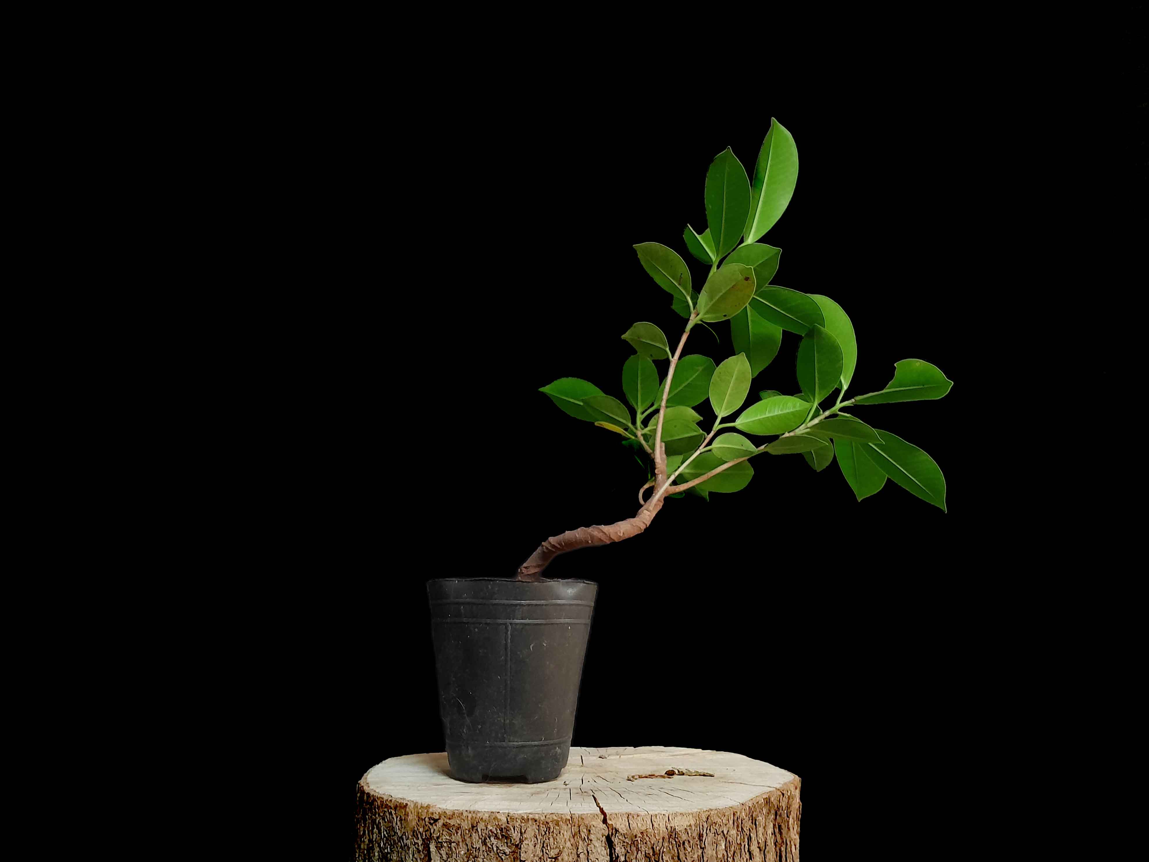 Ficus - Prebonsai