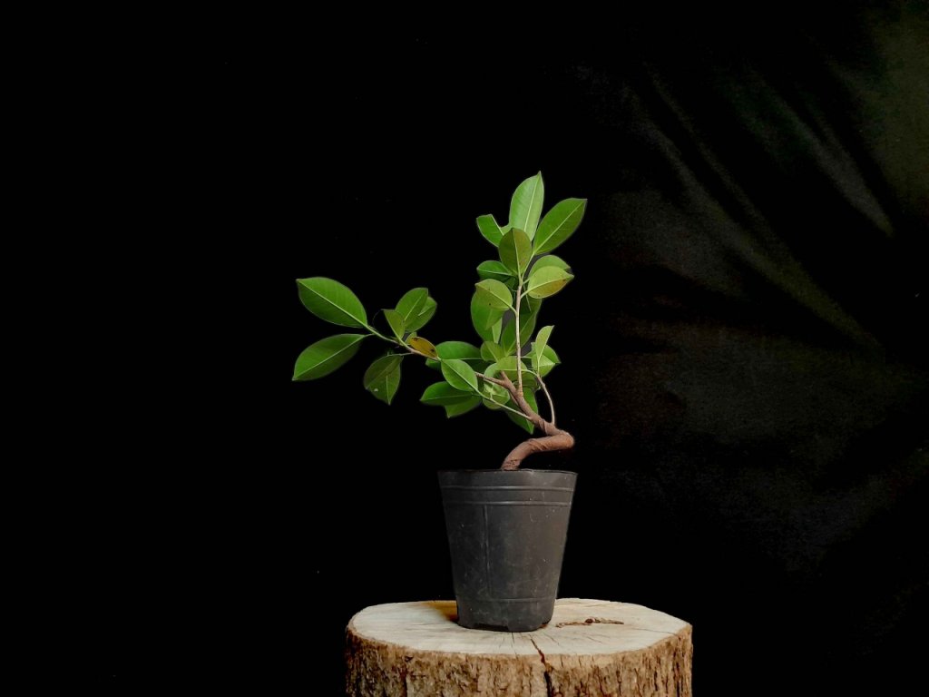 Ficus - Prebonsai