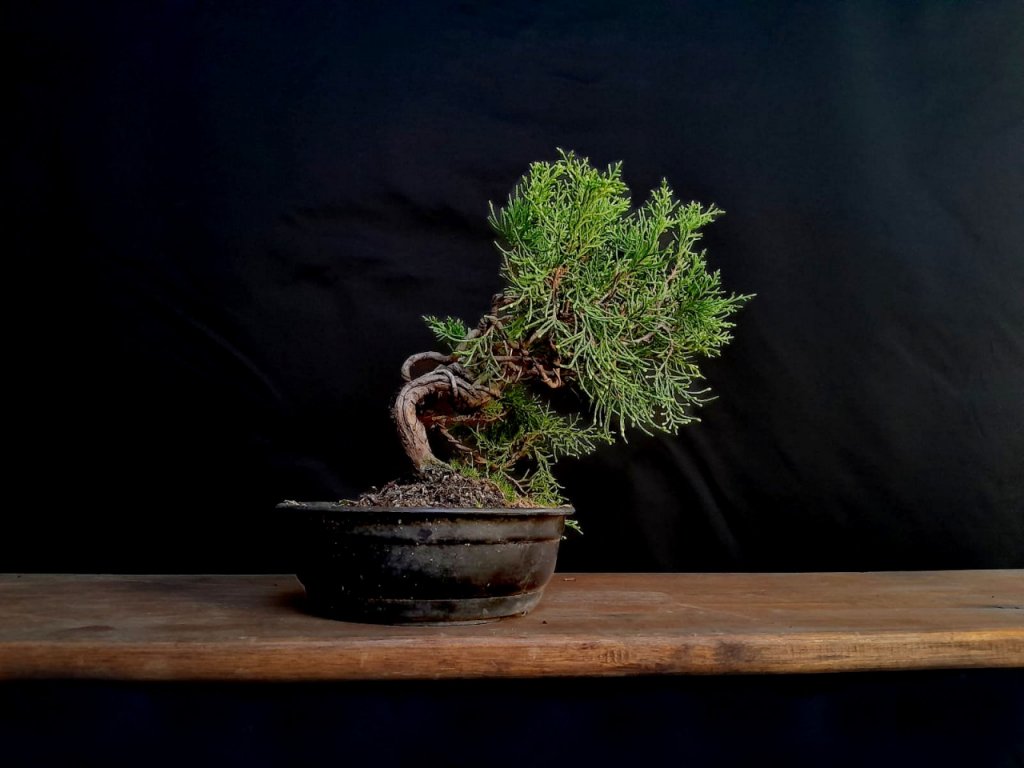 Bonsai de Junipero Japones - Shimpaku