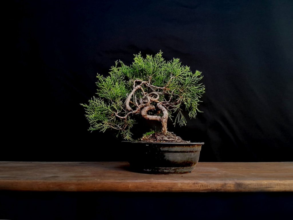 Bonsai de Junipero Japones - Shimpaku