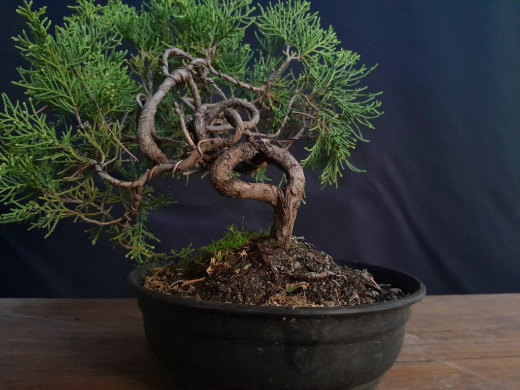 Bonsai de Junipero Japones - Shimpaku