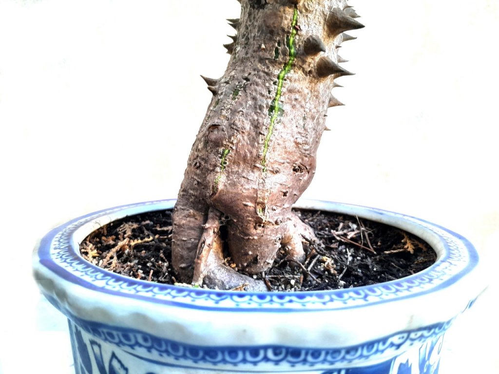 Bonsai de Palo borracho