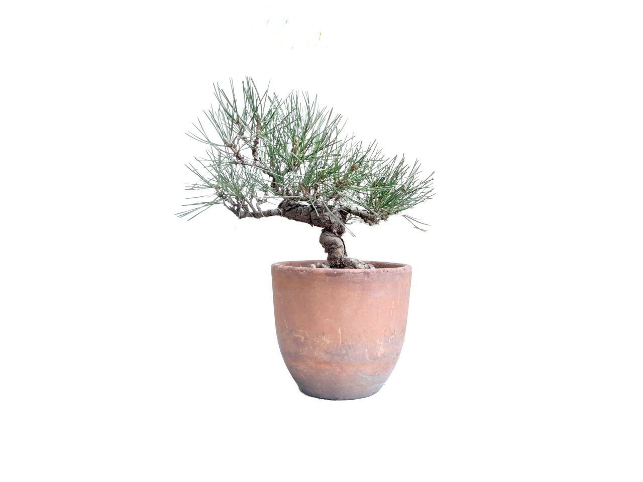 Bonsai de Pino Negro Japons- Kuromatsu Mikawa
