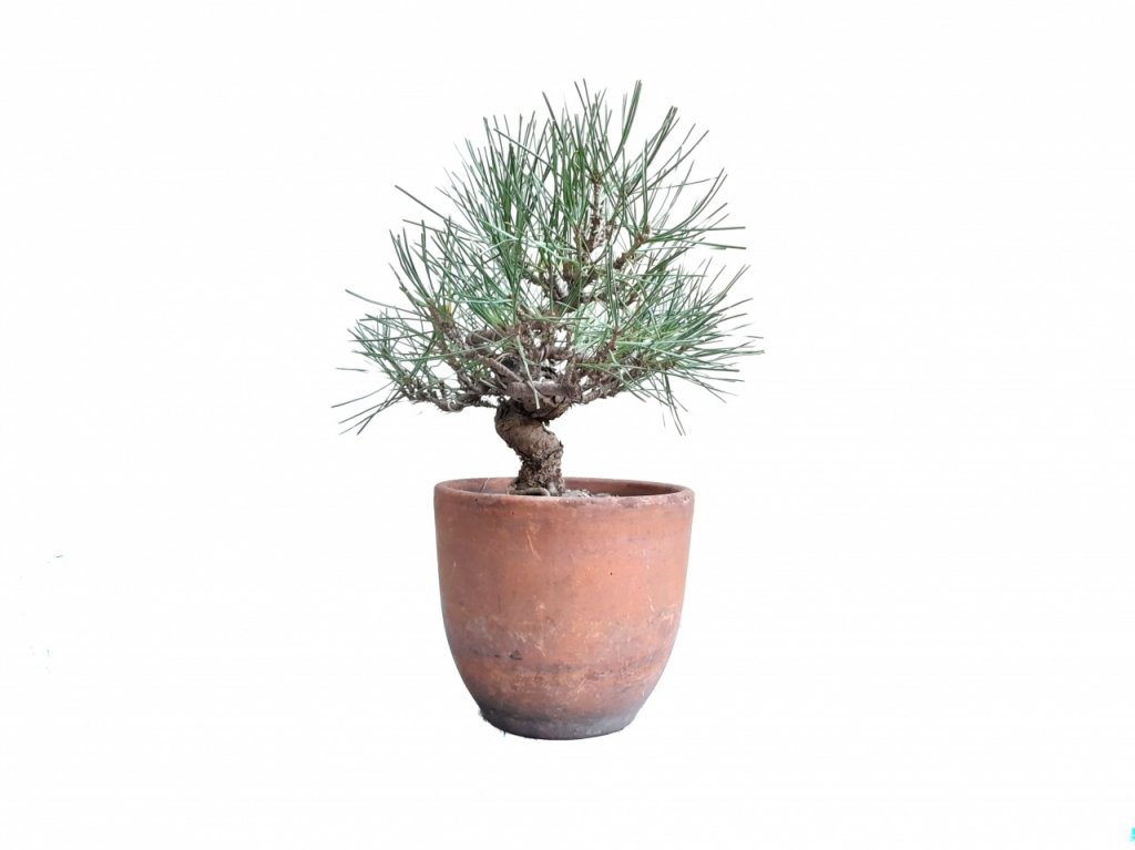 Bonsai de Pino Negro Japons- Kuromatsu Mikawa