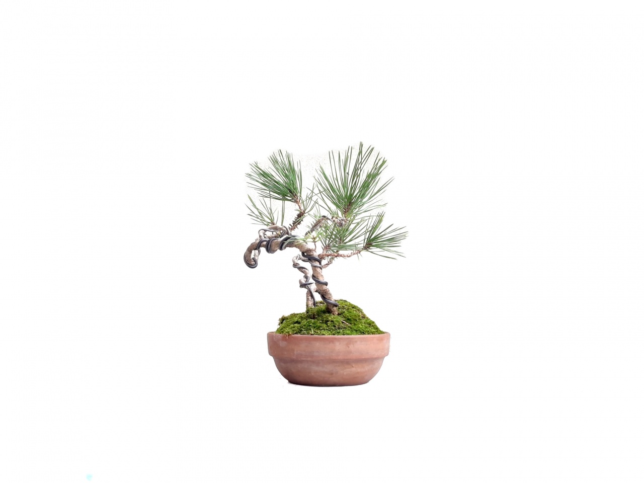 Bonsai de Pino Negro Japons- Kuromatsu Mikawa