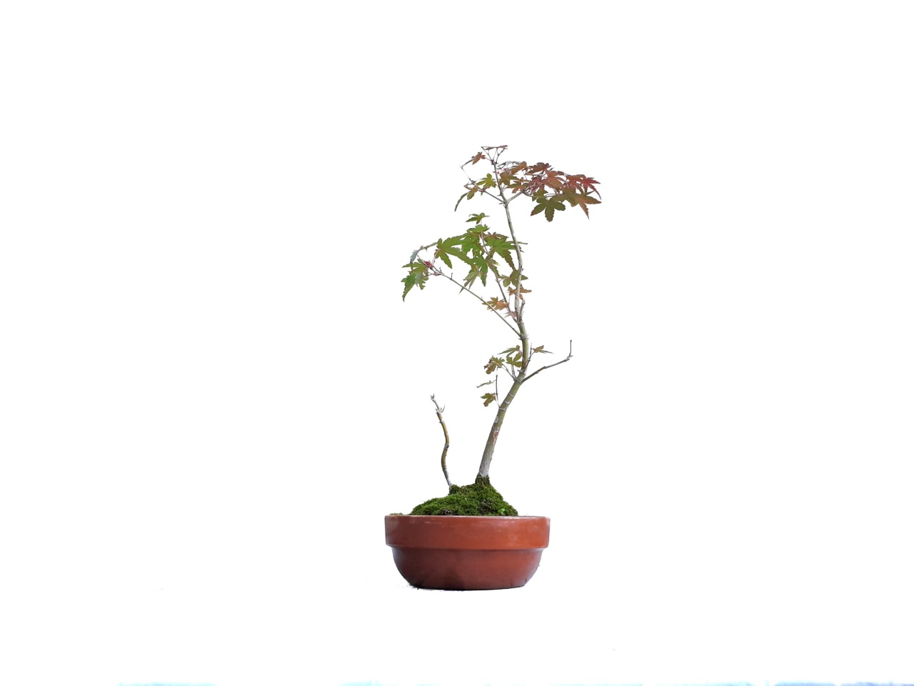 Bonsai de Arce Japons - Momiji 