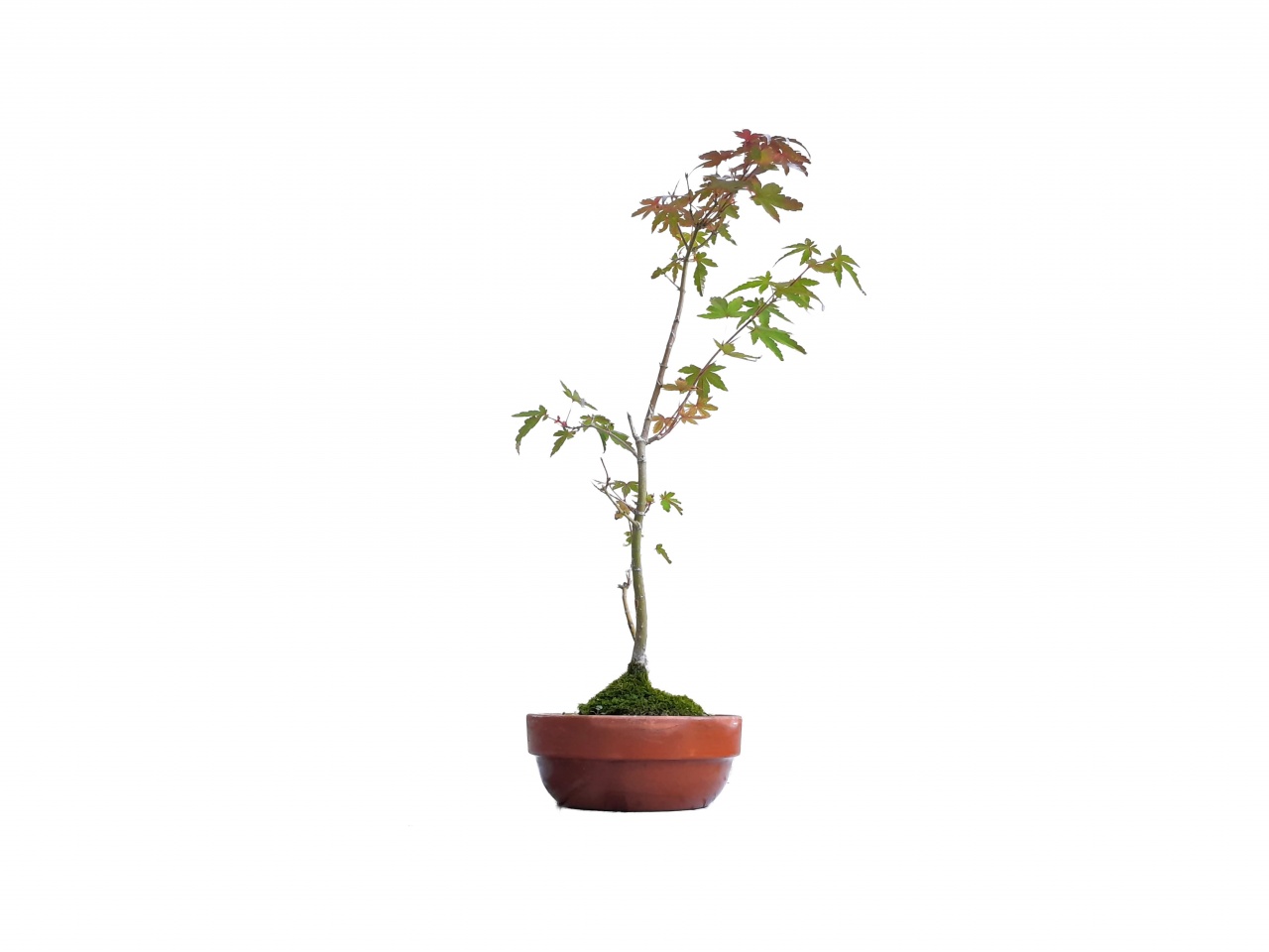 Bonsai de Arce Japons - Momiji 