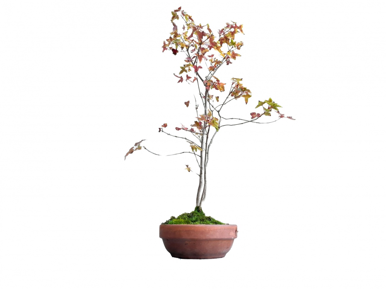 Bonsai de Arce Japons - Kaede