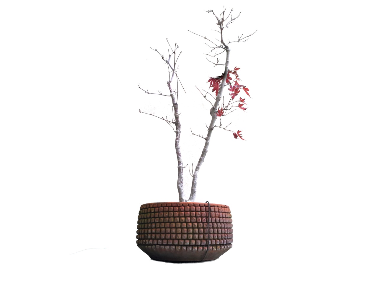 Arce Japons - Momiji 
