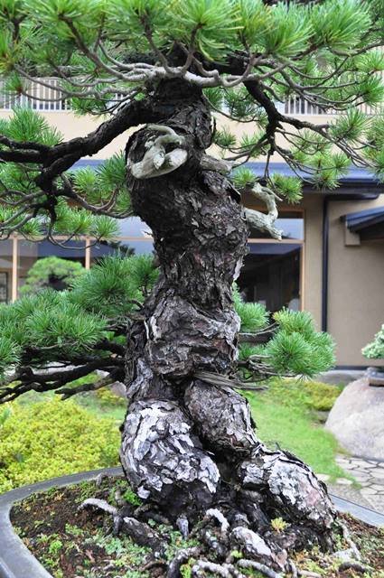 Pino de Cinco Agujas - Goyomatsu - Japanese Five Needle Pine